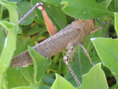 Heuschrecke auf der Flucht