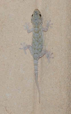 Gecko schleicht sich an