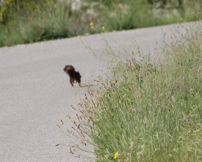 Dieser galoppierende Eichhorn begegnete uns auf der Straße-