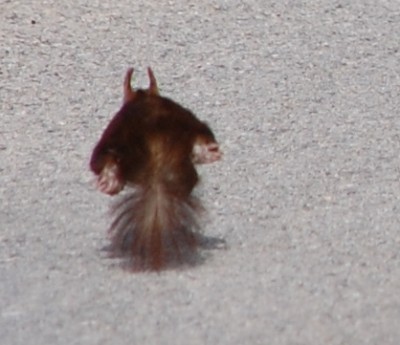 Man sieht nur noch die spitzen Öhrchen, nackte Fußsohlen und das Püschelchen