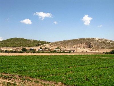 Weinfelder, im Hintergrund ein Steinbruch