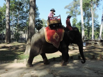Elefanten sind auch heute noch für die Touristen im Einsatz
