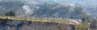 Mandel- und Olivenbäume auf einem kleinen Hochplateau auf ca. 700 m. ü. M.