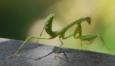 -wartet sie auf ihre Beute.