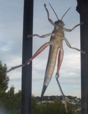 Hier präsentiert eine Gottesanbeterin ihre Unterseite an einer Fensterscheibe.