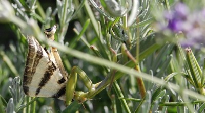 Segelfalter geschnappt (wir haben gerade in unserem August-Rätsel darüber berichtet)