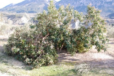 Durch Schneelast zerbrochen : Nísperobaum im harten Winter 2009/2010 im Binnenland