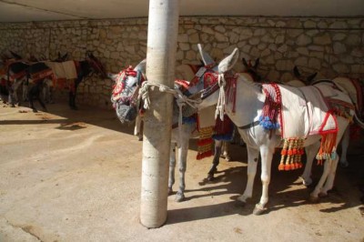 Die Mulis, auf denen Touristen reiten können, werden in den Ruhepause extrem eng angebunden.