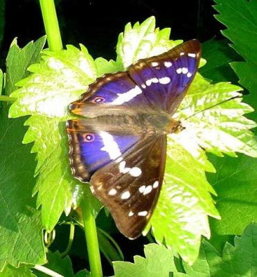 ayschas Schmetterling.JPG (35.5 KiB) 4889 mal betrachtet Fotografiert von ayscha