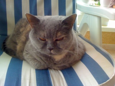 25-09-08_1703.jpg (203.62 KiB) 2618 mal betrachtet Cooler Blick, wie so oft. Obwohl sie eigentlich doch so schöne Kulleraugen hatte.