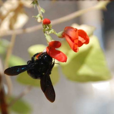 Insekt auf der Blüte einer Prunkbohne