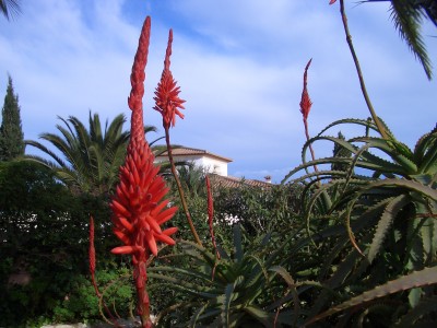... wenn du die Blüte der Tintenfisch-/Kandelaber-Aloe meinst.