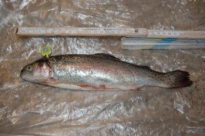 Trucha DSC_1009.JPG (123.84 KiB) 39180 mal betrachtet ca. 25 cm mit Biolabel