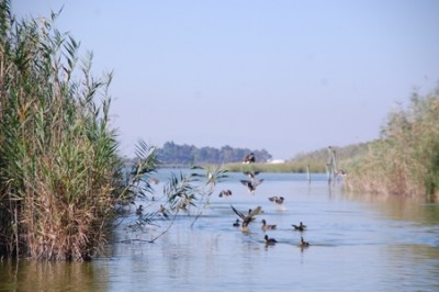 L'Albufera