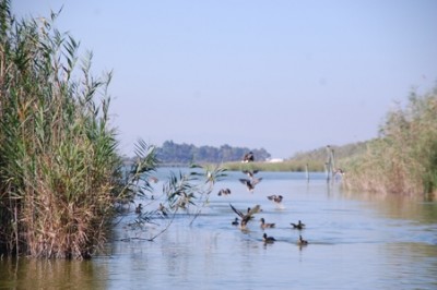 Albufera.JPG (122.84 KiB) 4666 mal betrachtet L'Albufera