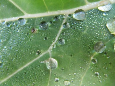 Wassertropfen.jpg