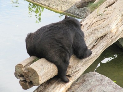 Bär - Siesta.jpg