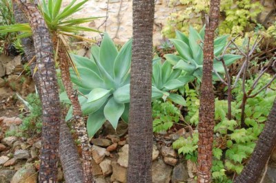 K640_DSC_0164.JPG (121.75 KiB) 1556 mal betrachtet Drachenbaum-Agaven (agave attenuata)