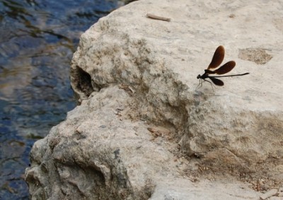 Libelle im Parque Natural de la Sierra Mariola