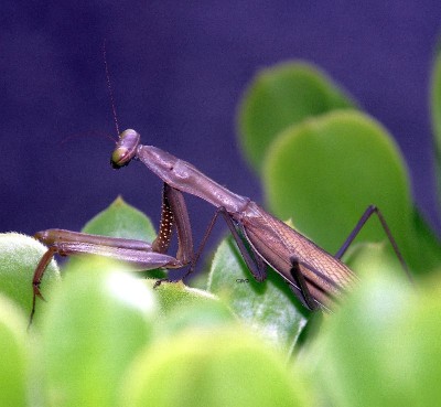 Mantis religiosa