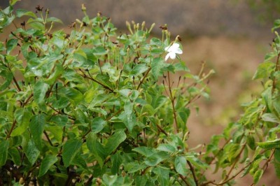 K800_Rätsel.JPG (122.82 KiB) 5219 mal betrachtet Um welche Pflanze handelt es sich hier?