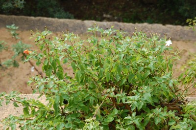 Wandelröschen.JPG (2.75 MiB) 2662 mal betrachtet Wandelröschen mit Jasminblüte (rechts)
