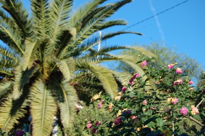 Wandel1.JPG (2.72 MiB) 1367 mal betrachtet Wandelröschen in Blüte