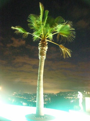 palme_kl1.jpg
