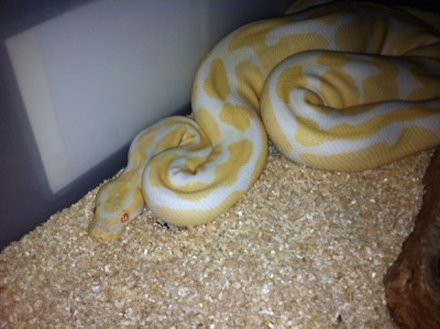 albinoneu_600.jpg (86.67 KiB) 4382 mal betrachtet Königspython Albino