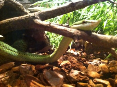 baroni_600.jpg (104.22 KiB) 4381 mal betrachtet Langnasenstrauchnatter (giftig)