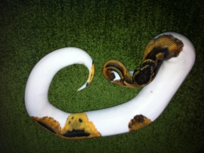 pied_600.jpg (86.34 KiB) 4381 mal betrachtet Königspython Piedbald