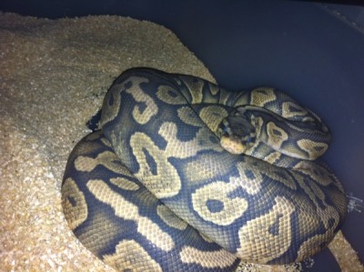 hypopastel_600.jpg (103.35 KiB) 4380 mal betrachtet Königspython Pastel-Ghost