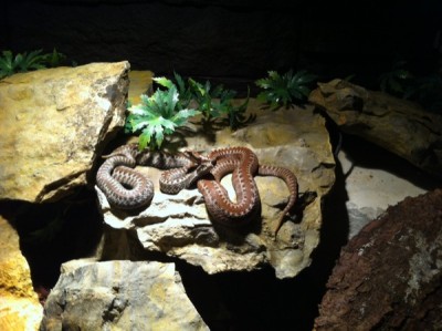 seoanie_600.jpg (93.3 KiB) 4379 mal betrachtet Spanische Kreuzotter (giftig)