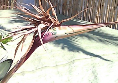 paradiesvogel.jpg