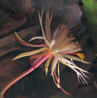 reina de la noche.jpg (141.86 KiB) 1407 mal betrachtet Reina de la noche 10.6.11