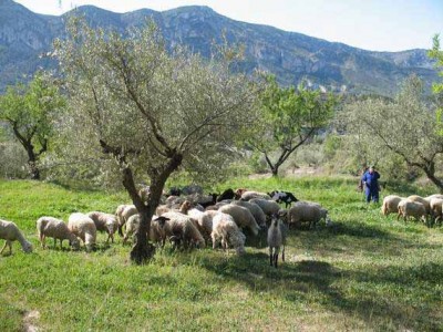 Solche blühenden Wiesen sieht man nur beim ökologischen Landbau