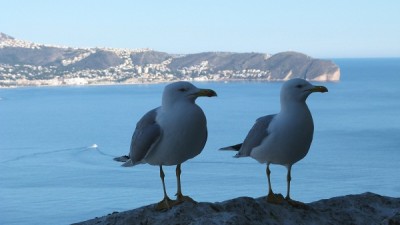 Möwengeschrei ist allgegenwärtig