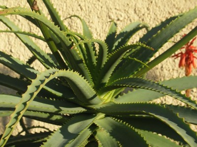 aloe_arborescens.jpg