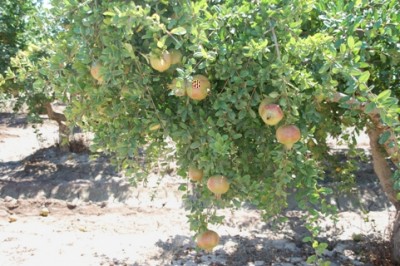 Elche - Granatapfelplantage.JPG (163.98 KiB) 3500 mal betrachtet Granatapfelplantage in der Gegend von Elche