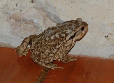 Hauskröte