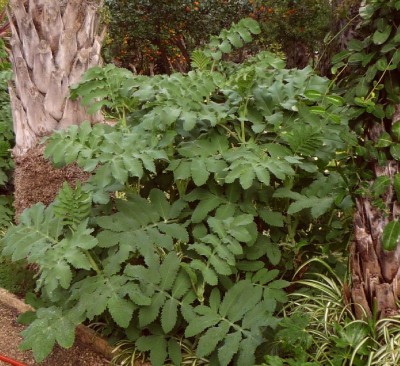 Melianthus.JPG (170.95 KiB) 4453 mal betrachtet Melianthus major - Große Honigpflanze