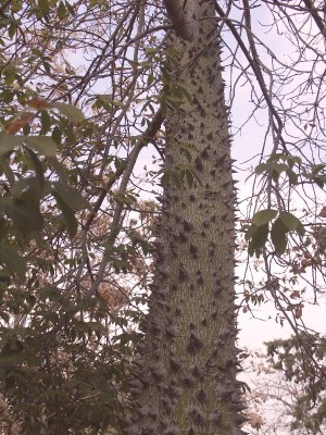 Ceiba