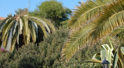 So nah steht unsere Palme (rechts) an der vom Picudo rojo befallenen des Nachbarn.