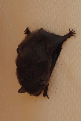 Fledermaus im Sonnenschirm, Foto: Albertine; ihr Kommentar dazu:<br />Wir hatten einen Sommer sehr viele Fledermäuse in der Nacht. <br />Das Futterangebot muß reichlich gewesen sein. Ich könnte mir vorstellen, dass sie sehr erschöpft waren und dann schnell einen Schlafplatz gesucht und gefunden haben. Morgens haben wir immer recht vorsichtig unsere Sonnenschirme geöffnet, denn so fotogen habe ich nie wieder eine vor die Linse bekommen. Die meisten saßen oben, innen unter der Spitze, in den Falten des Sonnenschirmes. Diese kleine Fledermaus saß außen in einer Falte.