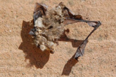 Fledermaus (mumifiziert) oben<br />Ob sie auch dem Virus zum Opfer gefallen ist?