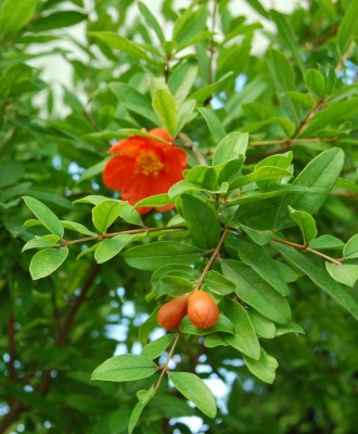 gRANATAPFEL.JPG (1.26 MiB) 3470 mal betrachtet Granatapfelblüte