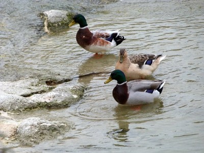 P1000097.JPG