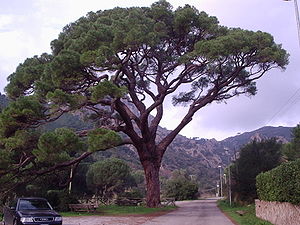 Pinus pinea