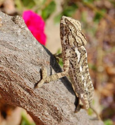Chamäleon, fotografiert in Malaga