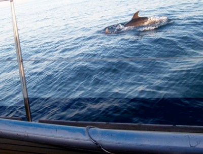 Ein Delphin begleitet das Segelboot